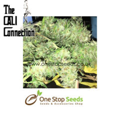Boss Hogg Female Cannabis Seeds by Cali Connection at one stop seeds and accessories Scotland Glasgow uk