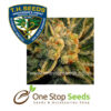 BubbleGum Female Cannabis marijuana cannabis seeds at one stop seeds and accessories Scotland Glasgow