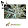 Buddha Tahoe OG Kush Cannabis Seeds by Cali Connection at one stop seeds and accessories Scotland Glasgow uk