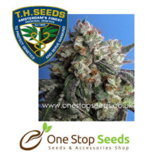 Burmese Kush Female Cannabis marijuana cannabis seeds at one stop seeds and accessories Scotland Glasgow