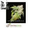 Larry OG Kush Marijuana Female Seeds by Cali Connection Cannabis Seeds Marijuana Seeds Cannabis Seeds Female seeds Cannabis Seeds Female Cannabis Seeds by Cali Connection at one stop seeds and accessories Scotland Glasgow uk