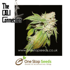 Larry OG Kush Marijuana Female Seeds by Cali Connection Cannabis Seeds Marijuana Seeds Cannabis Seeds Female seeds Cannabis Seeds Female Cannabis Seeds by Cali Connection at one stop seeds and accessories Scotland Glasgow uk