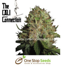 Chem Valley Kush Marijuana Seeds by Cali Connection at one stop seeds and accessories Scotland Glasgow uk
