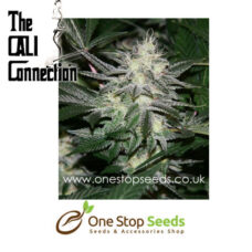 Chem4 OG Female Cannabis Seeds by Cali Connection at one stop seeds and accessories Scotland Glasgow uk