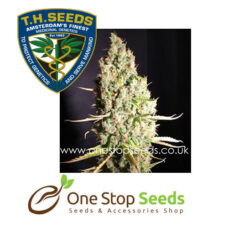 Chicle aka BubbleDawg Female Cannabis marijuana cannabis seeds at one stop seeds and accessories Scotland Glasgow