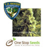 Critical Hog Female Cannabis marijuana cannabis seeds at one stop seeds and accessories Scotland Glasgow