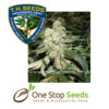 Dark Star Kush Female Cannabis marijuana cannabis seeds at one stop seeds and accessories Scotland Glasgow
