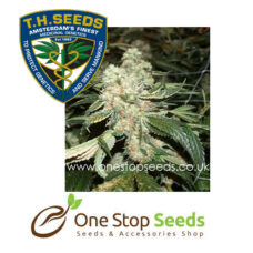 Dark Star Kush Female Cannabis marijuana cannabis seeds at one stop seeds and accessories Scotland Glasgow