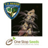 French Cookies Female Cannabis marijuana cannabis seeds at one stop seeds and accessories Scotland Glasgow