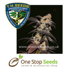 French Cookies Female Cannabis marijuana cannabis seeds at one stop seeds and accessories Scotland Glasgow