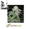 Julius Caesar Female Marijuana Seeds Cannabis Seeds Marijuana Seeds Cannabis Seeds Female seeds Cannabis Seeds Female Cannabis Seeds by Cali Connection at one stop seeds and accessories Scotland Glasgow uk