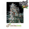 Killer Queen XX Female Cannabis Seeds cannabis seeds at one stop seeds and accessories Scotland Glasgow uk