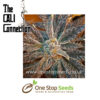 LA Cookies Female Cannabis Seeds by Cali Connection Cannabis Seeds Marijuana Seeds Cannabis Seeds Female seeds Cannabis Seeds Female Cannabis Seeds by Cali Connection at one stop seeds and accessories Scotland Glasgow uk