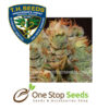 MK-Ultra Kush x BubbleGum Seeds Cannabis marijuana cannabis seeds at one stop seeds and accessories Scotland Glasgow