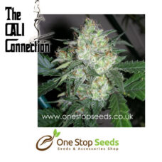 Product Features Flowering time – 8 weeks Yield 650g + 60% Sativa 40% Indica