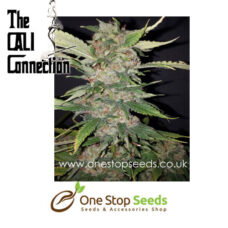 Purple Crack Feminized Cannabis Seeds by Cali Connection Cannabis Seeds Marijuana Seeds Cannabis Seeds Female seeds Cannabis Seeds Female Cannabis Seeds by Cali Connection at one stop seeds and accessories Scotland Glasgow uk