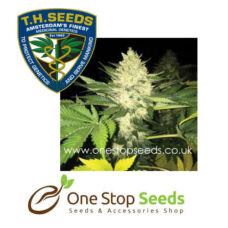 Roof 95 Female Seeds Cannabis marijuana cannabis seeds at one stop seeds and accessories Scotland Glasgow