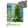 Rosetta Stone XX Female Cannabis Seeds cannabis seeds at one stop seeds and accessories Scotland Glasgow uk