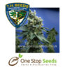 Sage n Sour Regular marijuana cannabis seeds at one stop seeds and accessories Scotland Glasgow