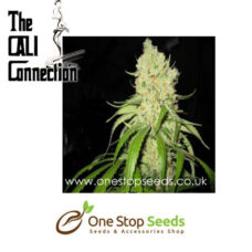 Strawberry OG Female Cannabis Seeds by Cali Connection Cannabis Seeds Marijuana Seeds Cannabis Seeds Female seeds Cannabis Seeds Female Cannabis Seeds by Cali Connection at one stop seeds and accessories Scotland Glasgow uk