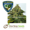 Ultra Sour Kush Female Seeds Cannabis marijuana cannabis seeds at one stop seeds and accessories Scotland Glasgow