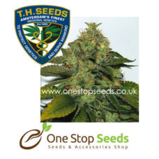 Ultra Sour Kush Female Seeds Cannabis marijuana cannabis seeds at one stop seeds and accessories Scotland Glasgow