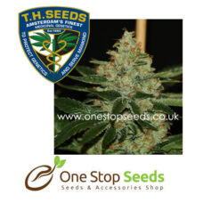 Underdawg Kush Seeds Cannabis marijuana cannabis seeds at one stop seeds and accessories Scotland Glasgow