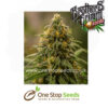 Apollo XX Female Cannabis Seeds cannabis seeds at one stop seeds and accessories Scotland Glasgow uk