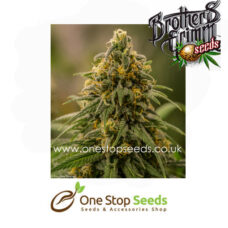 Apollo XX Female Cannabis Seeds cannabis seeds at one stop seeds and accessories Scotland Glasgow uk