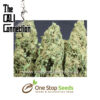 Corleone Kush Female Cannabis Seeds Female Cannabis Seeds by Cali Connection at one stop seeds and accessories Scotland Glasgow uk