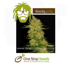 Northern Cheese Female Seeds cannabis seeds at one stop seeds and accessories Scotland Glasgow uk