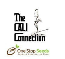 The Cali Connection