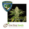 wreckage-feminized Seeds Cannabis marijuana cannabis seeds at one stop seeds and accessories Scotland Glasgow