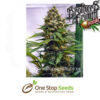 Apollo 13 Regular Cannabis Seeds Seeds cannabis seeds at one stop seeds and accessories Scotland Glasgow uk