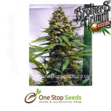 Apollo 13 Regular Cannabis Seeds Seeds cannabis seeds at one stop seeds and accessories Scotland Glasgow uk