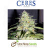 Skunk Marijuana Seeds Regular marijuana cannabis seeds at one stop seeds and accessories Scotland Glasgow