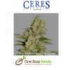 White Widow Female Cannabis Seeds Feminised marijuana cannabis seeds at one stop seeds and accessories Scotland Glasgow