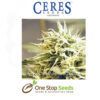 Ceres Kush Female Cannabis Seeds Feminised marijuana cannabis seeds at one stop seeds and accessories Scotland Glasgow