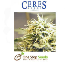 Ceres Kush Female Cannabis Seeds Feminised marijuana cannabis seeds at one stop seeds and accessories Scotland Glasgow