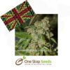 Cheese'N'Chong Female Marijuana Seeds marijuana cannabis seeds at one stop seeds and accessories Scotland Glasgow