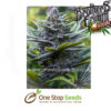 Crystal Blue Regular Cannabis Seeds cannabis seeds at one stop seeds and accessories Scotland Glasgow uk