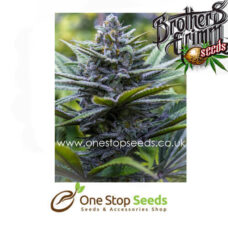 Crystal Blue Regular Cannabis Seeds cannabis seeds at one stop seeds and accessories Scotland Glasgow uk