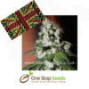 Diesel Dipped Cookies Female Cannabis Seeds Female Marijuana Seeds marijuana cannabis seeds at one stop seeds and accessories Scotland Glasgow