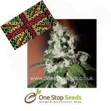 Diesel Dipped Cookies Female Cannabis Seeds Female Marijuana Seeds marijuana cannabis seeds at one stop seeds and accessories Scotland Glasgow