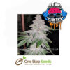 Fresh Orange Female Cannabis Seeds Female Marijuana Seeds Skunk marijuana cannabis seeds at one stop seeds and accessories Scotland Glasgow uk