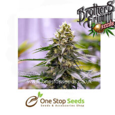 Green Avenger Regular Seeds cannabis seeds at one stop seeds and accessories Scotland Glasgow uk