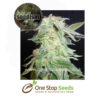 King Kush Female Cannabis Seeds by Seedism Cannabis Seeds Female Marijuana Seeds Feminised Cannabis Female Skunk marijuana cannabis seeds at one stop seeds and accessories Scotland Glasgow uk