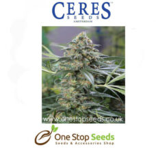 Kush Marijuana Seeds Cannabis Seeds Regular marijuana cannabis seeds at one stop seeds and accessories Scotland Glasgow