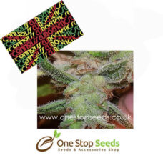 Mango N Cheese marijuana cannabis seeds at one stop seeds and accessories Scotland Glasgow