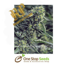OG Kush Female Cannabis Seeds Seeds Female Cannabis Seeds Female Skunk marijuana cannabis seeds at one stop seeds and accessories Scotland Glasgow uk